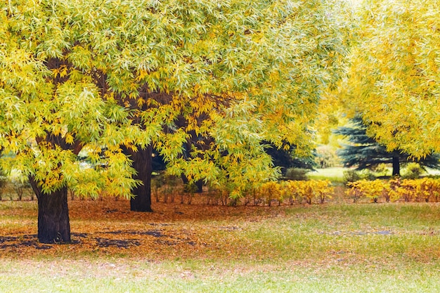 Herfst bomen in stadspark. Herfst landschap. Vallende bladeren natuurlijke achtergrond.