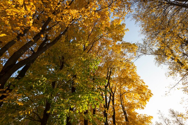 herfst bomen