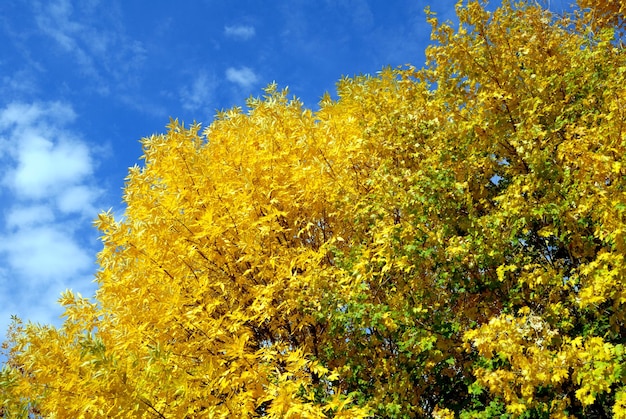 herfst bomen