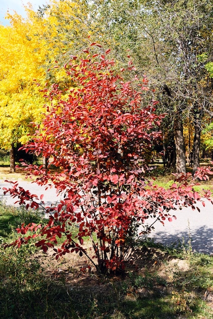 herfst bomen