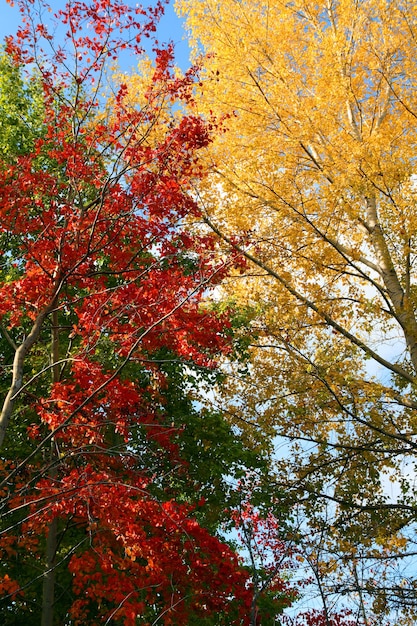 herfst bomen