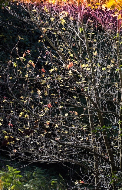 Herfst boom droog blad textuur en achtergrondstructuur