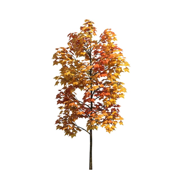 Herfst boom geïsoleerd op een witte achtergrond, 3d illustratie, cg render