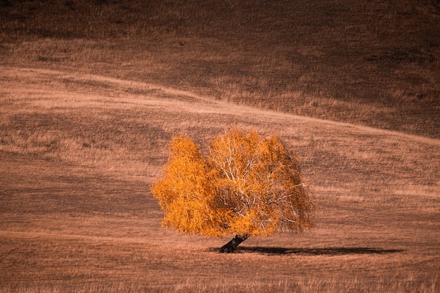 Herfst boom met gele bladeren in de bergen bij zonsondergang Mooie herfst landschap