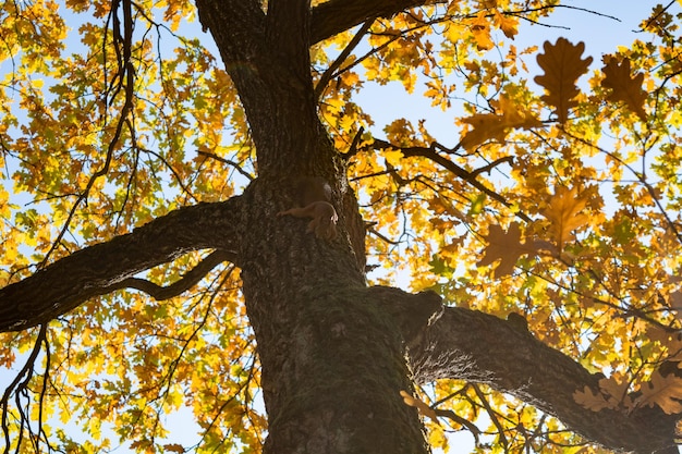 Herfst boom met gele bladeren vallen achtergrond