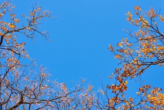 Herfst boom met gouden bladeren op blauwe hemel