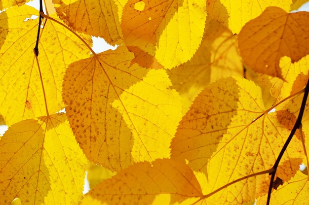 Herfst boomtak op de blauwe hemelachtergrond