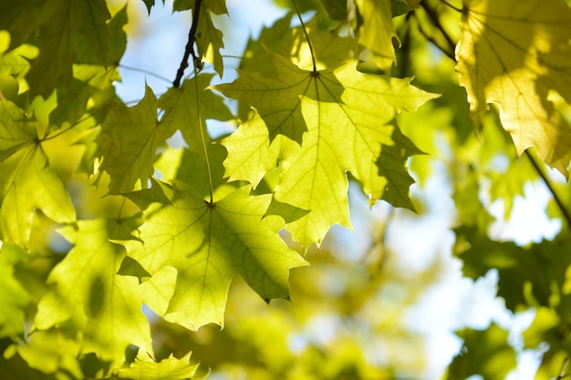 Herfst boomtakjes op hemelachtergrond