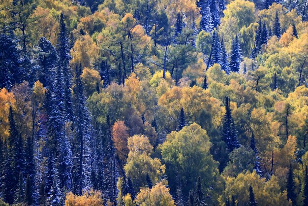 herfst bos achtergrond, boom in de natuur landschap