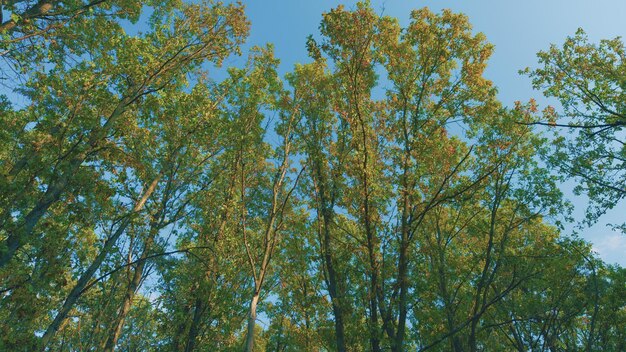 Herfst bos achtergrond eik herfst bladeren tegen blauwe lucht mooie buiten achtergrond