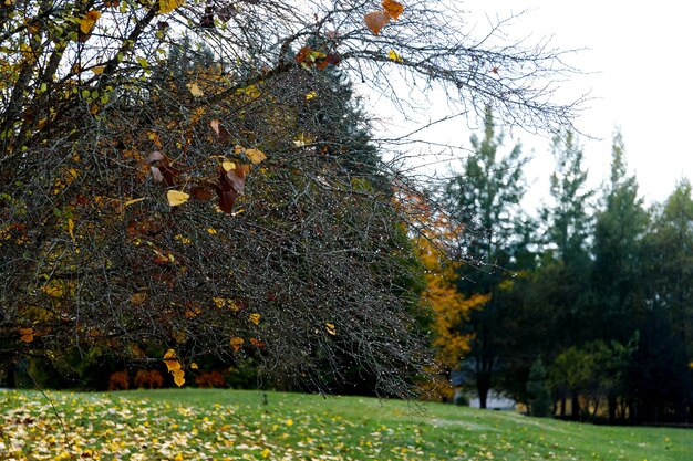 Herfst bos achtergrond levendige kleur boom rood oranje gebladerte in herfst park