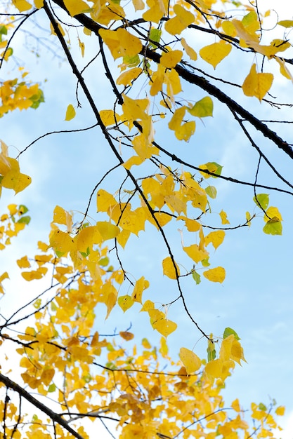 Herfst bos achtergrond levendige kleur boom rood oranje gebladerte in herfst park