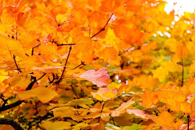 Herfst bos achtergrond levendige kleur boom rood oranje gebladerte in herfst park