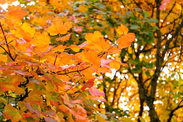 Herfst bos achtergrond levendige kleur boom rood oranje gebladerte in herfst park