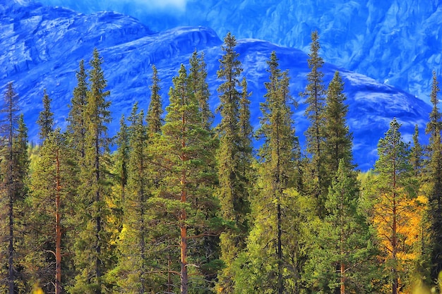 herfst bos bergen panorama, landschap bomen, natuur geel seizoen