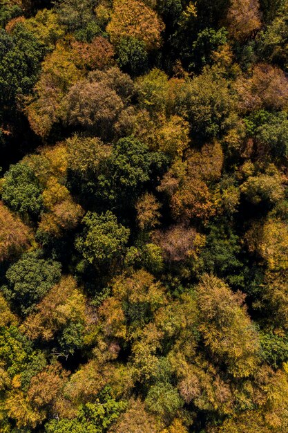 Herfst bos bomen luchtfoto drone fotografie