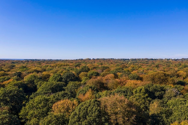 Herfst bos bomen luchtfoto drone fotografie