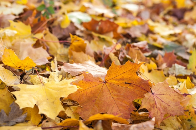 Herfst bos bomen. natuur groen hout zonlicht achtergronden.