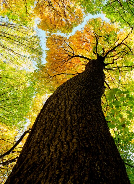 Herfst bos bomen. natuur groen hout zonlicht achtergronden.