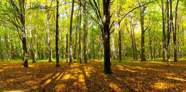 Herfst bos bomen. natuur groen hout zonlicht achtergronden.