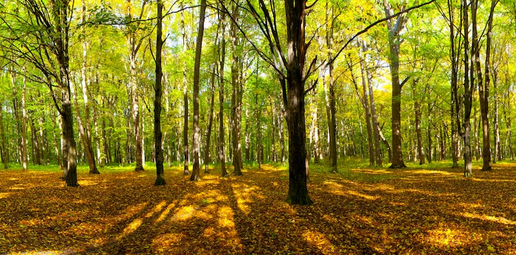 Foto herfst bos bomen. natuur groen hout zonlicht achtergronden.