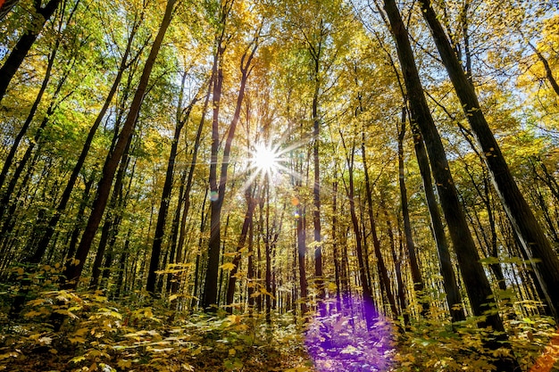 Herfst bos bomen. natuur groen hout zonlicht achtergronden. .