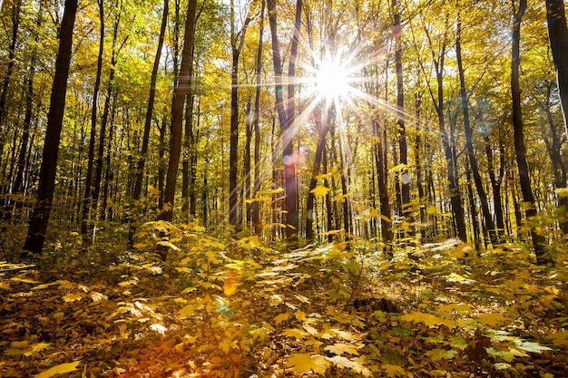 Herfst bos bomen. natuur groen hout zonlicht achtergronden. .