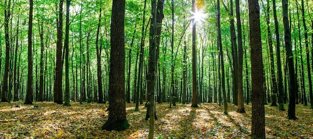 Herfst bos bomen. natuur groen hout zonlicht achtergronden.