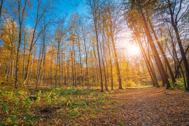 Herfst bos bomen. natuur groen hout zonlicht achtergronden.