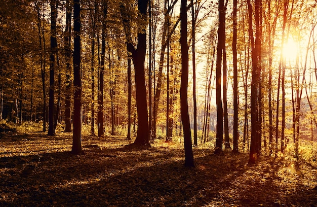 Herfst bos bomen