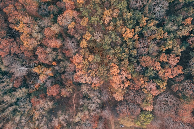 Herfst bos bovenaanzicht