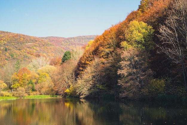 Herfst bos en meer in Servië Kleurrijke bomen, water, oranje en gele bladeren Herfst achtergrond