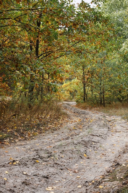 Herfst bos en weg. herfst achtergrond