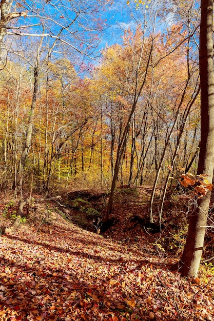 Herfst bos gele bladeren zonsopgang in de herfst oranje bos