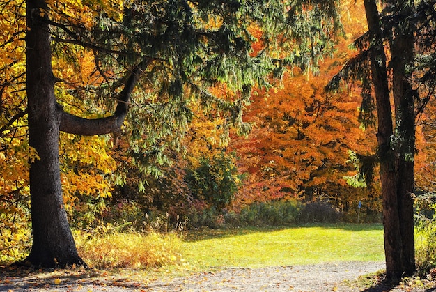 Foto herfst bos. het landschap van de natuur met zonlicht. kleurrijke bomen in het bos.