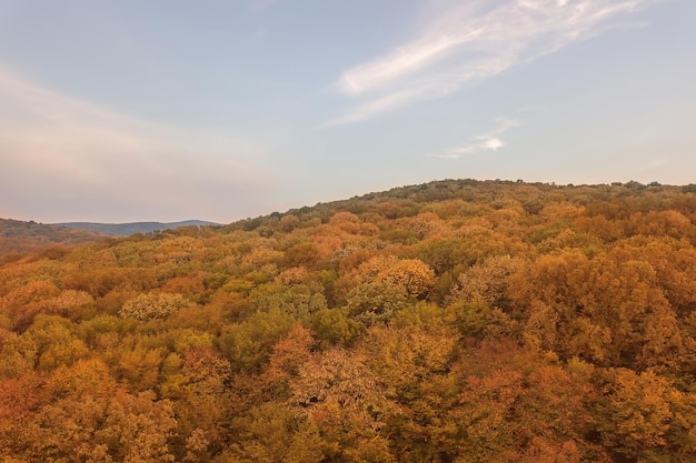 Herfst bos kleurrijke bomen en bladeren luchtfoto