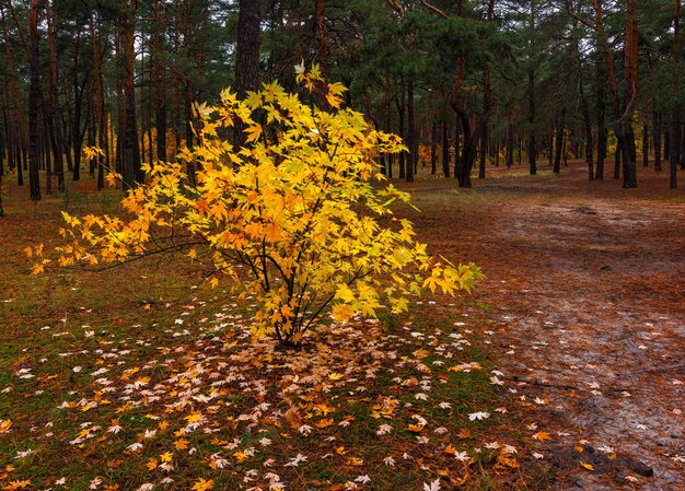 Herfst bos. Landschap. Herfstkleuren