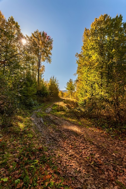 Herfst bos. Levendige oktoberdag in kleurrijk bos.