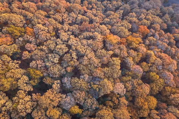 Herfst bos luchtfoto. Bovenaanzicht herfstgebladerte.