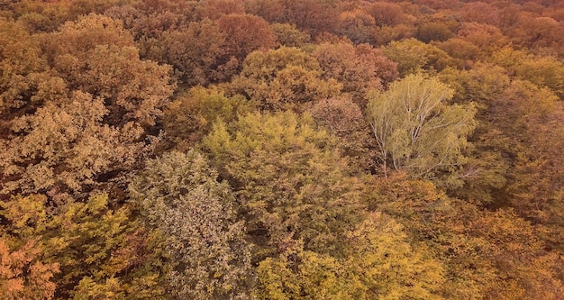 Herfst bos luchtfoto. Bovenaanzicht herfstgebladerte.