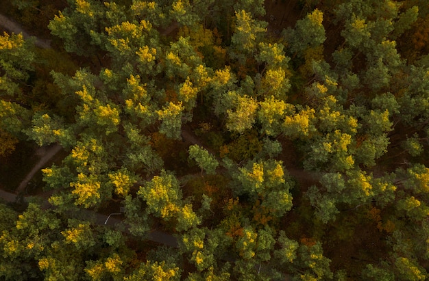 Herfst bos luchtfoto drone weergave. Kleurrijke herfst achtergrond