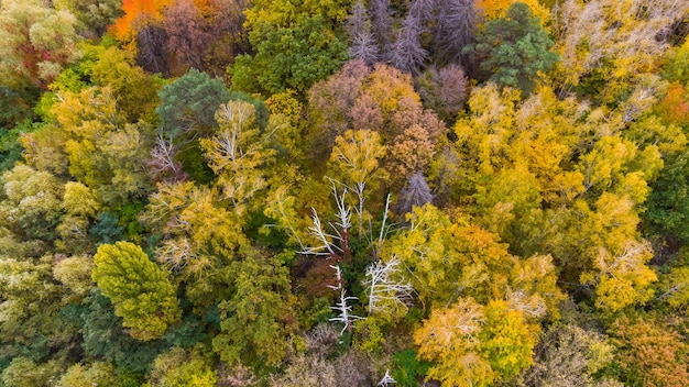 Herfst bos luchtfoto drone weergave