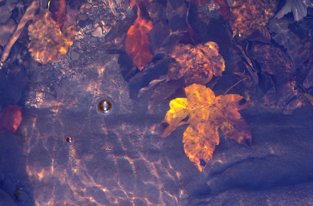 Herfst bos met gele en rode bladeren