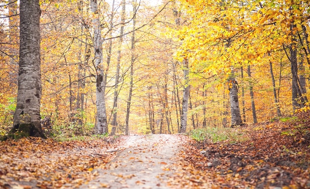 Herfst bos met grond weg. Prachtig landschap