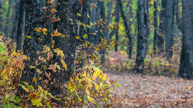 Herfst bos met kleurrijke bladeren aan de bomen bij zonnig weer