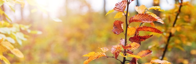 Herfst bos met kleurrijke bladeren aan de bomen op een zonnige dag herfst achtergrond