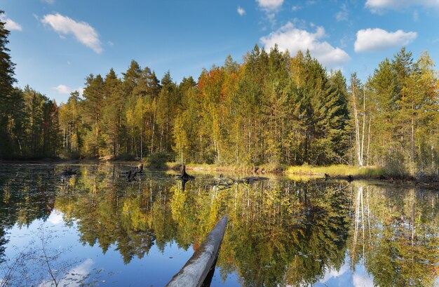 Herfst bos met reflectie in een meer