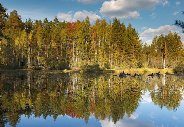 Herfst bos met reflectie in een meer