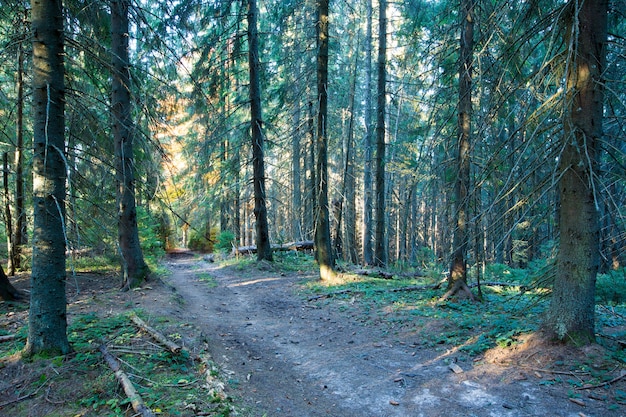 Herfst bos op zonnige dag. herfstblad