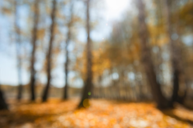 Herfst bos op zonnige dag. Onscherpe achtergrond